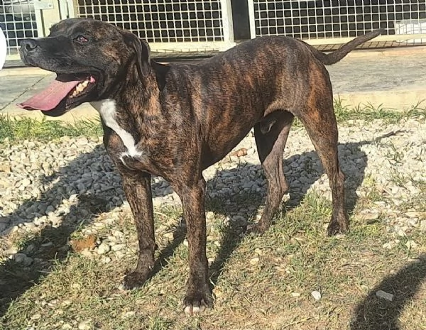 Ludovico pitbull di 2 anni | Foto 3