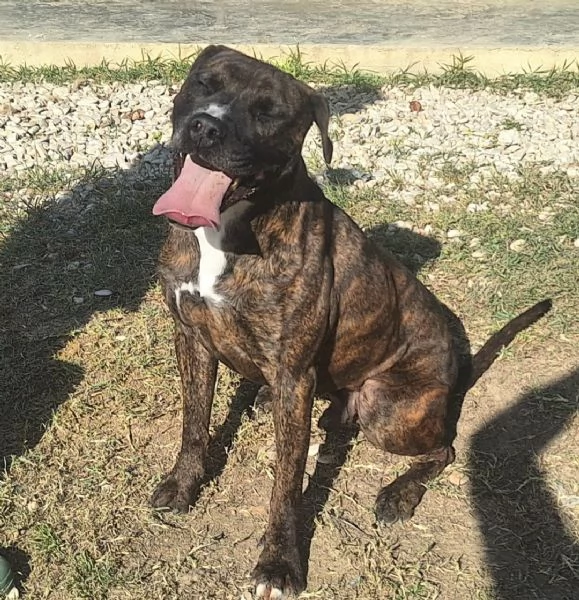 Ludovico pitbull di 2 anni | Foto 1