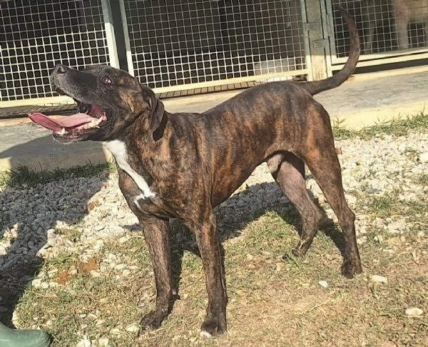 Ludovico pitbull di 2 anni | Foto 0