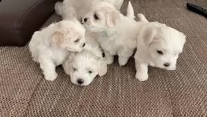 i nostri bellissimi cuccioli maltesi maschi e femmin