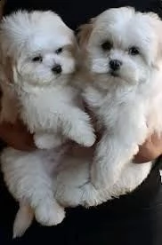 cuccioli maltesi maschi e femmine sono ora pronti per incontrare la loro nuova famiglia amorevole.