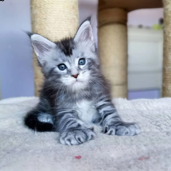 maine coon