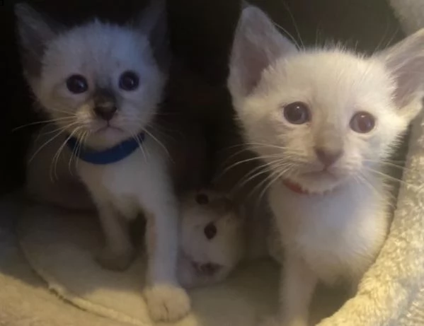 gattini di siamese di 2 mesi