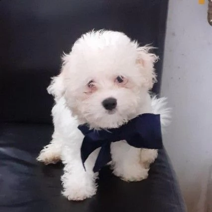 adozione di cuccioli bichon frise di 3 mesi 