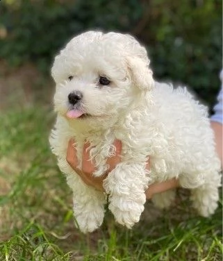 cucciola bichon frise piccoli cuccioli