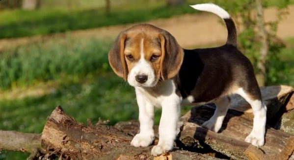 regalo cuccioli di beagle maschi che femmine nb,