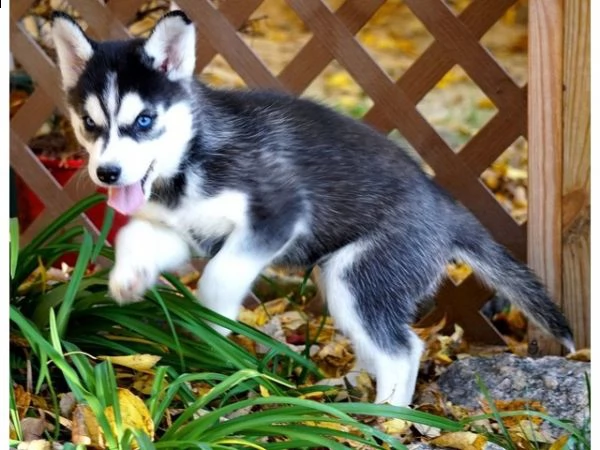 regalo cucciolo cuccioli di siberian husky