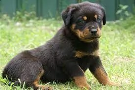 regalo rottweiler cuccioli