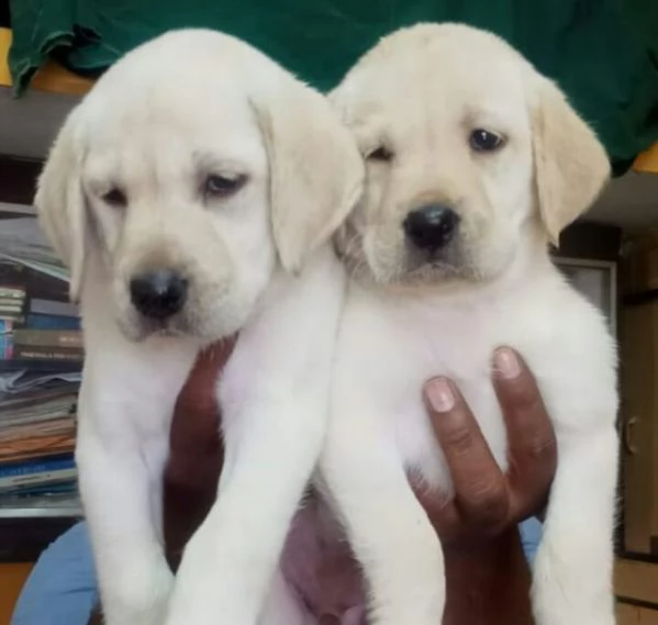 regalo cuccioli di labrador cioccolato