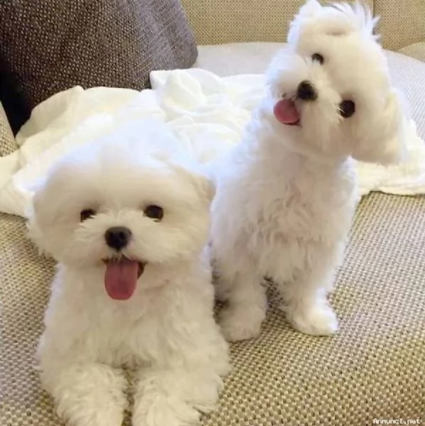 vendita cuccioli maltese toy bianco maschi femmine