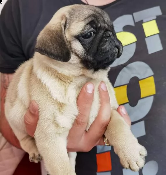 adorabili cuccioli di carlino | Foto 1