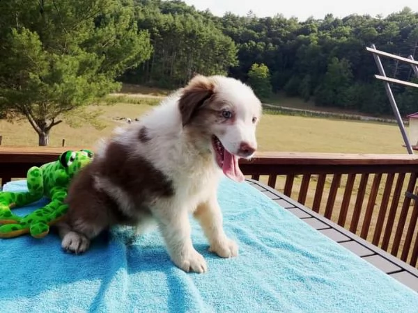 bellissimi cuccioli australiani rossi merle