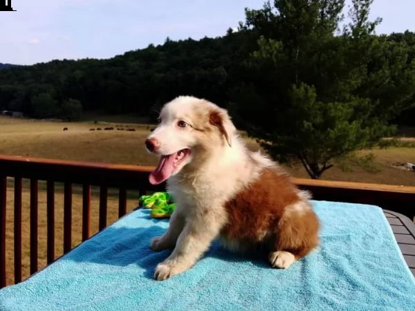 bellissimi cuccioli australiani rossi merle | Foto 1