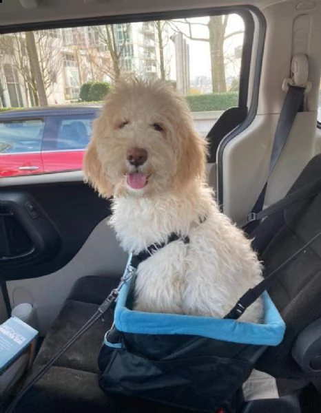 goldendoodle sano e peloso per l'adozione.