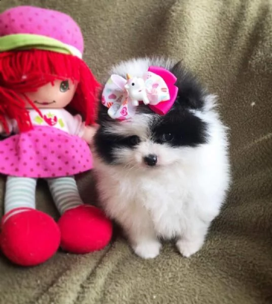 email : ameliajefferson80[at]gmail[.com] adorabili cuccioli di pomerania volpino femminucce e maschietti 