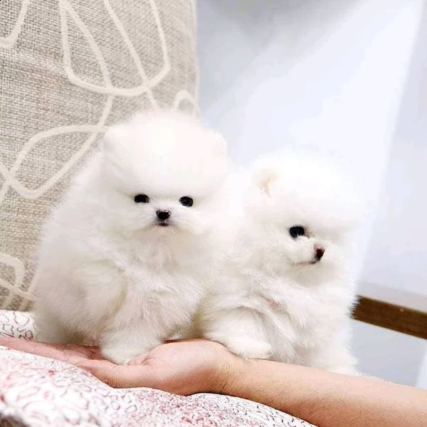 adorabili cuccioli di pomerania