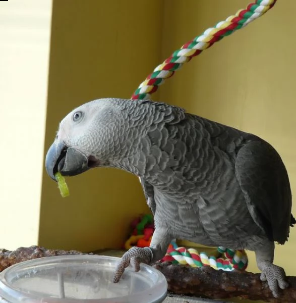 pappagallo african grey disponibile | Foto 1