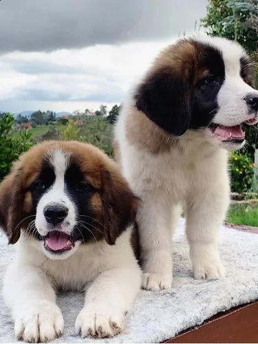 vendita splendidi cuccioli di san bernardo 