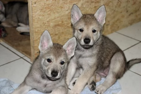 vendita cuccioli cane lupo cecoslovacco 