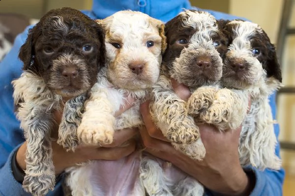  regalo lagotto romagnolo cuccioli meravigliosi ! 