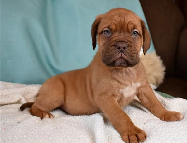  regalo dogue de bordeaux cuccioli meravigliosi ! 