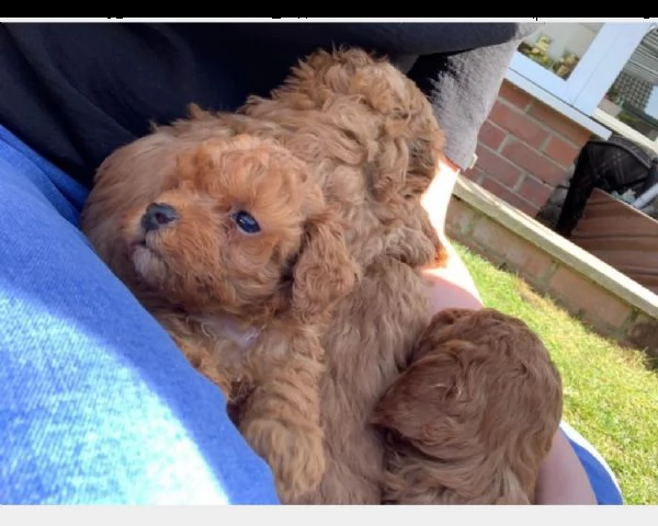 cuccioli barboncino toy red maschi femmine | Foto 0