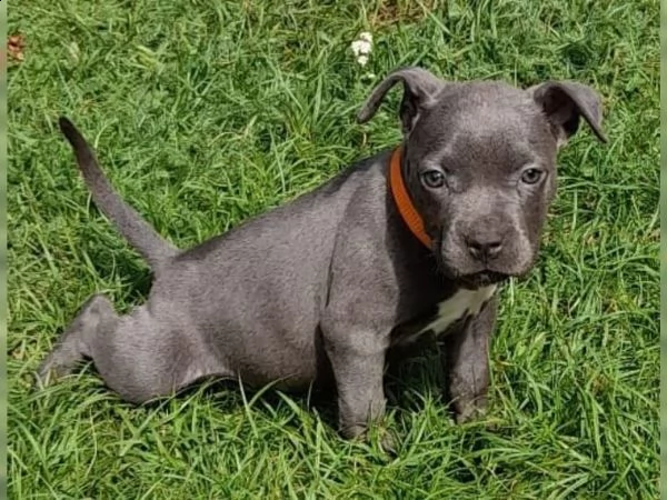 cuccioli staffy americani pedigree