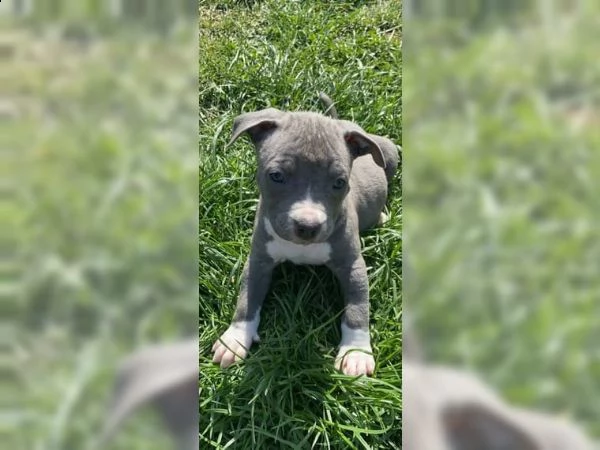 cucciolo di staffordshire bull terrier