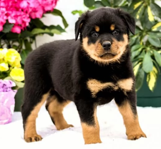 disponibili cuccioli di rottweiler | Foto 0