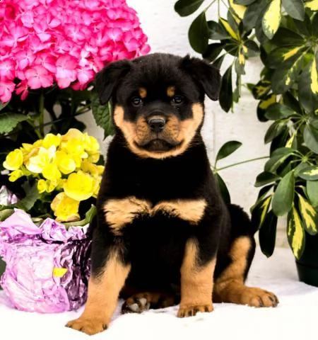 disponibili cuccioli di rottweiler