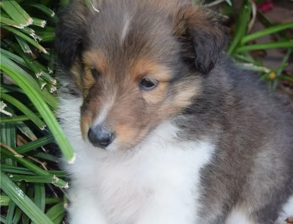 disponibili cuccioli shetland sheepdog