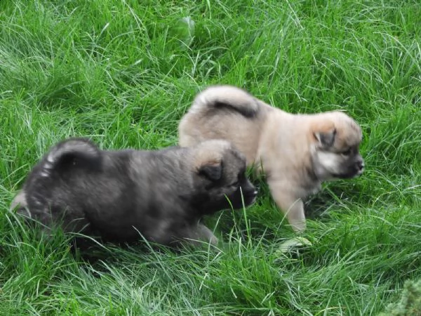 eurasier cuccioli