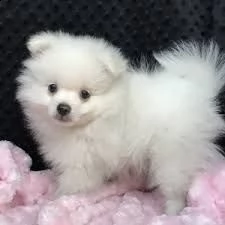 simpatici cuccioli di pomerania per l'aggiunta