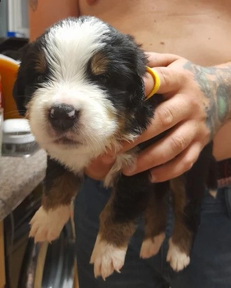 disponibili bovaro del bernese di 70 giorni