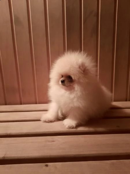 vendita cucciolo volpini di pomerania cuccioli