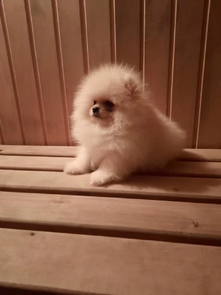 vendita cucciolo volpini di pomerania cuccioli | Foto 1