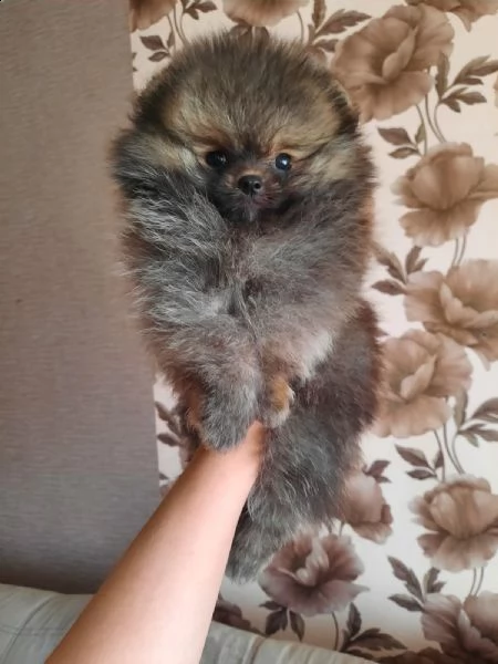 vendita cucciolo volpini di pomerania cuccioli | Foto 0