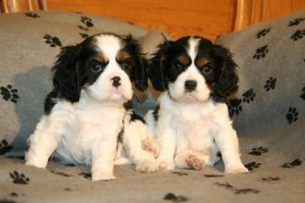 regalo bellissimo cuccioli di cavalier king con pedigree enci