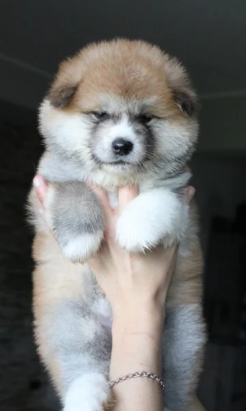 Cuccioli di Akita  | Foto 4