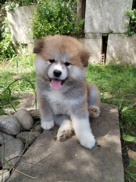 Cuccioli di Akita 