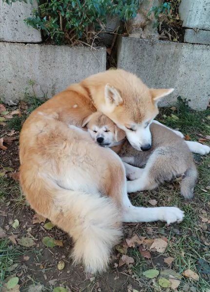 Cuccioli di Akita  | Foto 2