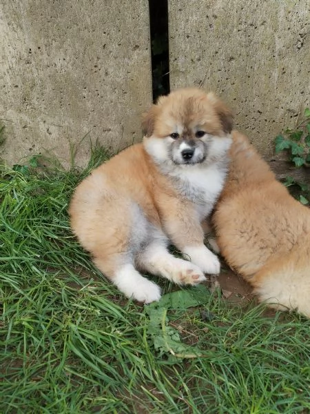 Cuccioli di Akita  | Foto 1