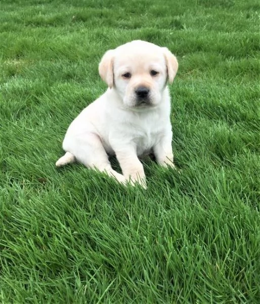 regalo labrador james cuccioli meravigliosi ! 