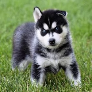 cucciolo di husky siberiano | Foto 2