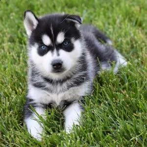 cucciolo di husky siberiano | Foto 1