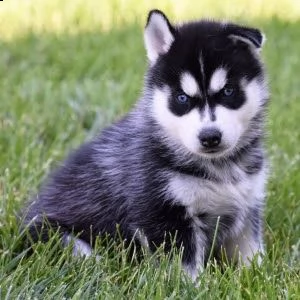 cucciolo di husky siberiano