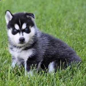 cucciolo di husky siberiano | Foto 0