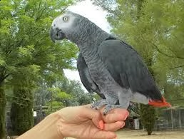 pappagallo cenerino africano dolce e disinvolto.