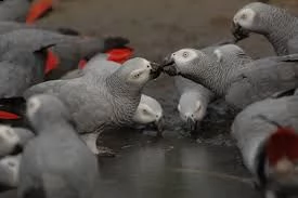 adorabile pappagallo cenerino africano per l'adozione | Foto 0