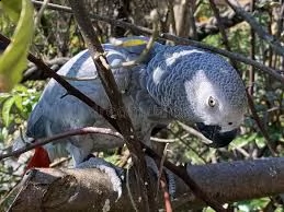 pappagalli grigi africani del congo